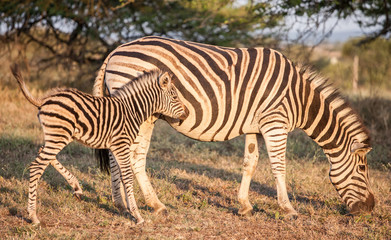Fototapeta na wymiar Zebra z młodym