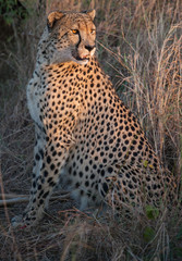 Gepard w Afryce Południowej