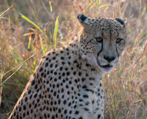 Gepard w Afryce Południowej