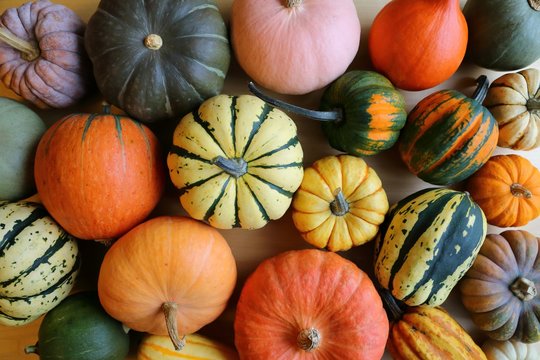 Squash and pumpkins.