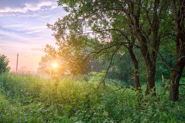 Early morning forest at sunrise with fog in summer