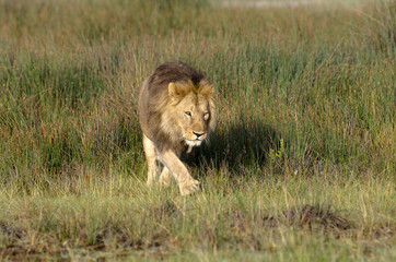 Lion, Panthera leo, parc national du Serengeti, Tanzanie