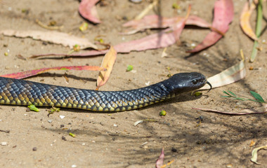black and yellow coloured Tasmanian tiger snake