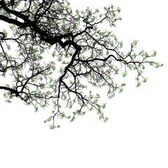 Realistic oak tree branches silhouette (Vector illustration).Ai10