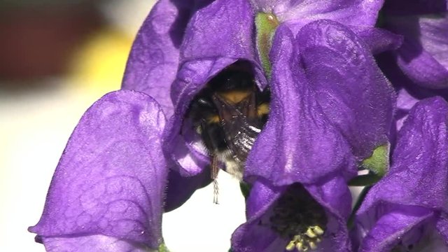 Eine Hummel krabbelt tief in eine Blüte des Eisenhuts (Großaufnahme)