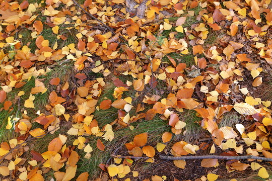 Autumn leaves.