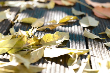 Laub und Blätter auf Holzboden im Herbst