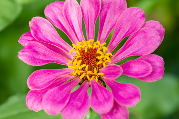 Obraz premium Pink Zinnia flower on a green background