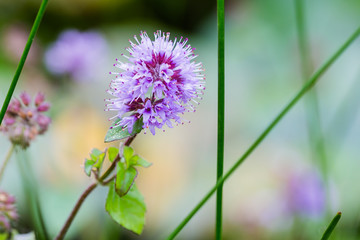 Wild water mint with purple flower