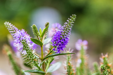 Purple flowers of the Veronica 'Blue Bomb' - Speedwell