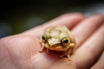 Madagascar frog on human hand