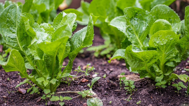 Young endive plats growing in the vegetable garden