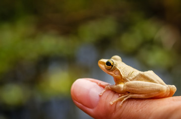 Madagascar frog on human hand