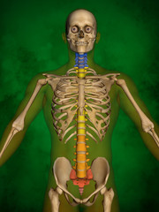 Human skeleton M-SK-POSE Bb-56-1, Vertebral column, 3D Model
