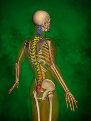 Human skeleton M-SK-POSE Bb-56-4, Vertebral column, 3D Model