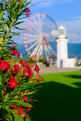 Beautiful nerium oleander in bloom with amazing bokeh background, Batumi, Georgia