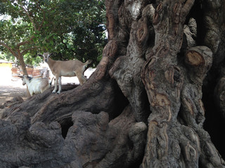 Fototapeta na wymiar Cabras encima de un árbol, Sukuta, Gambia