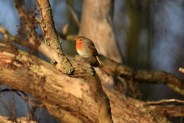 Auf einem Ast sitzendes Rotkehlchen