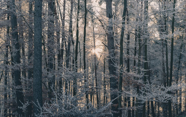 Winterlicher Wald bei Sonnenaufgang 