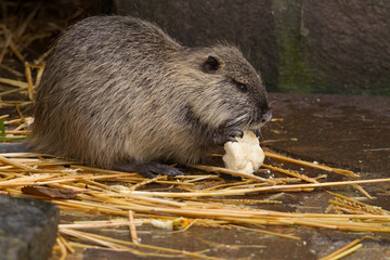 Sumpfbiber