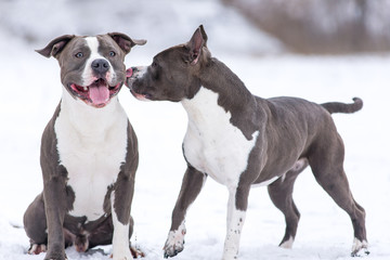 Staffordshire Terrier on a walk in the winter.