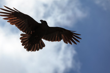 fliegender Rabe