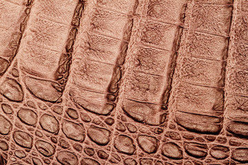 Texture of genuine leather close-up, embossed under the skin  a brown crocodile, background