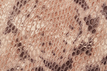 Texture of genuine leather close-up, embossed under the skin a reptile  brown color , background