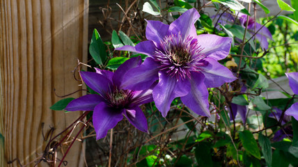 Blue Clematis climbing on the garden fence
