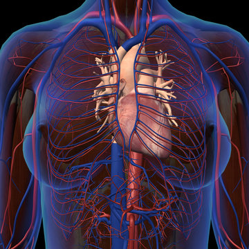 Female Chest and Circulatory System in Frontal X-ray View