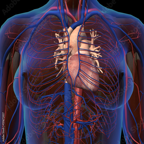 Female Chest And Circulatory System In Frontal X Ray View Imagens E