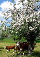 Kühe und Apfelbaum