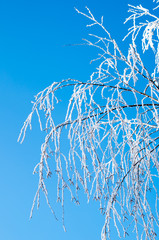 Winter tree branches covered with frost snow