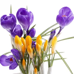 Photo sur Aluminium Crocus Spring flowers of violet and yellow  crocus on white background