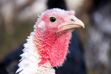 turkey graze close up in the village