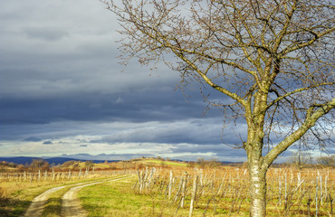 Weg zwischen Weingärten im Herbst mit dunklen Wolken
