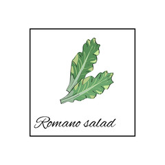 Romano salad. Isolated vector drawn vegetables on white background