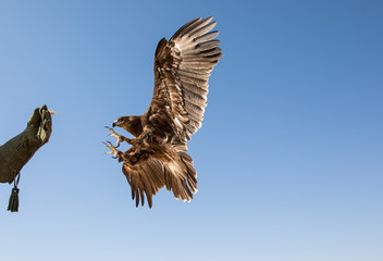 Greater spotted eagle (Clanga clanga) mid-flight during a desert falconry show in Dubai, UAE. - obrazy, fototapety, plakaty