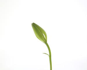Green lili bud with small leaf on white background 