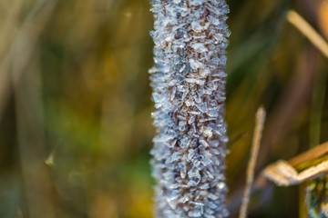 Ice structure on plants