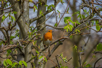 Robin