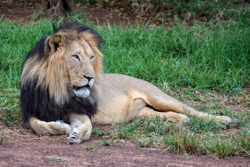 Adult lion in the wild resting at a game reserve