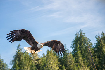 North American Bald Eagle in mid flight, hunting along river wat © Allen.G