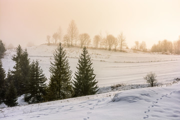 fog in the spruce forest