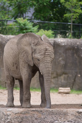 Baby Elephant 4