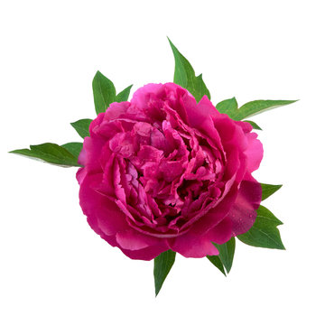 peony flower pink color isolated on white