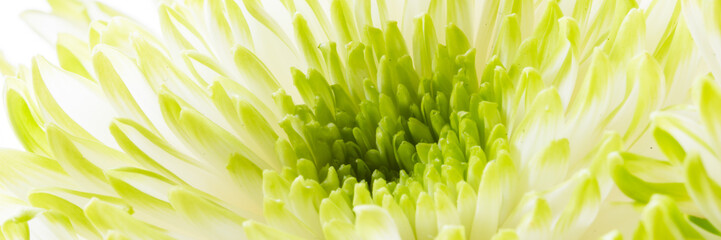Chrysantheme - Banner