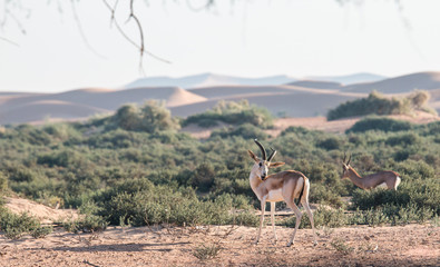 Sand gazelle (Gazella leptoceros) in the desert of Dubai, UAE.