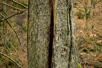 Schaden eines Blitzes im Baum