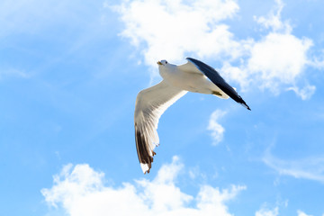 Die Möwe am Himmel. 